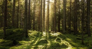 Gut geschützt im Wald: Bäume