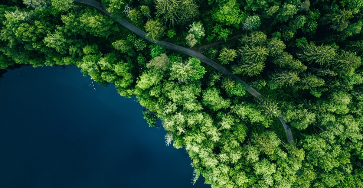 Der Weg zum naturnahmen Wald: Luftbild eines Waldes