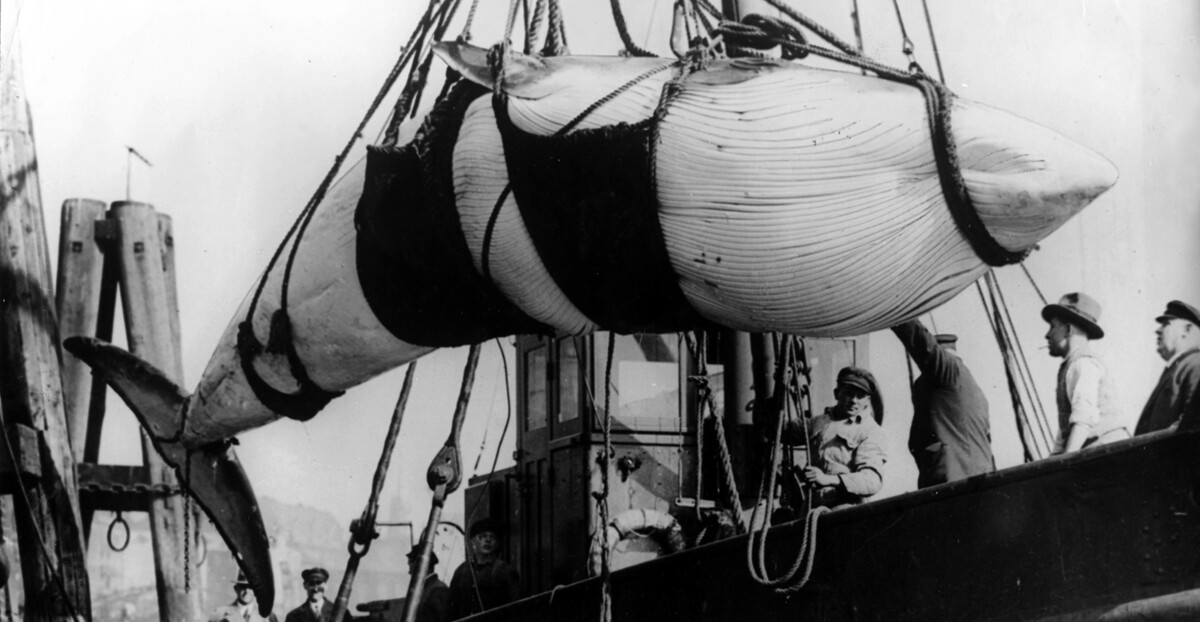 Aufgenommen um 1935: Erbeuteter Finnwal