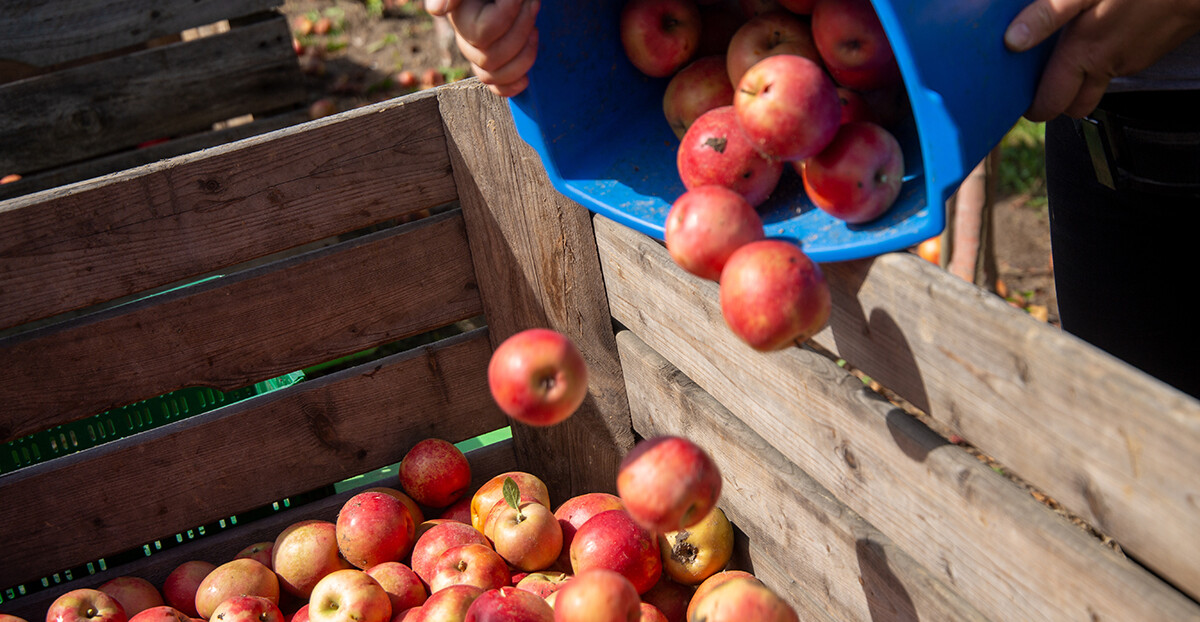 Rote Äpfel werden aus einem blauen Eimer in eine große Holzkiste geschüttet.