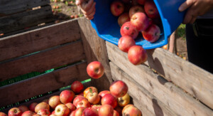 Rote Äpfel werden aus einem blauen Eimer in eine große Holzkiste geschüttet.