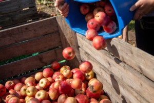 Rote Äpfel werden aus einem blauen Eimer in eine große Holzkiste geschüttet.